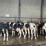 国産牛肉の魅力と選び方 — 家庭でも楽しむ最高の一皿