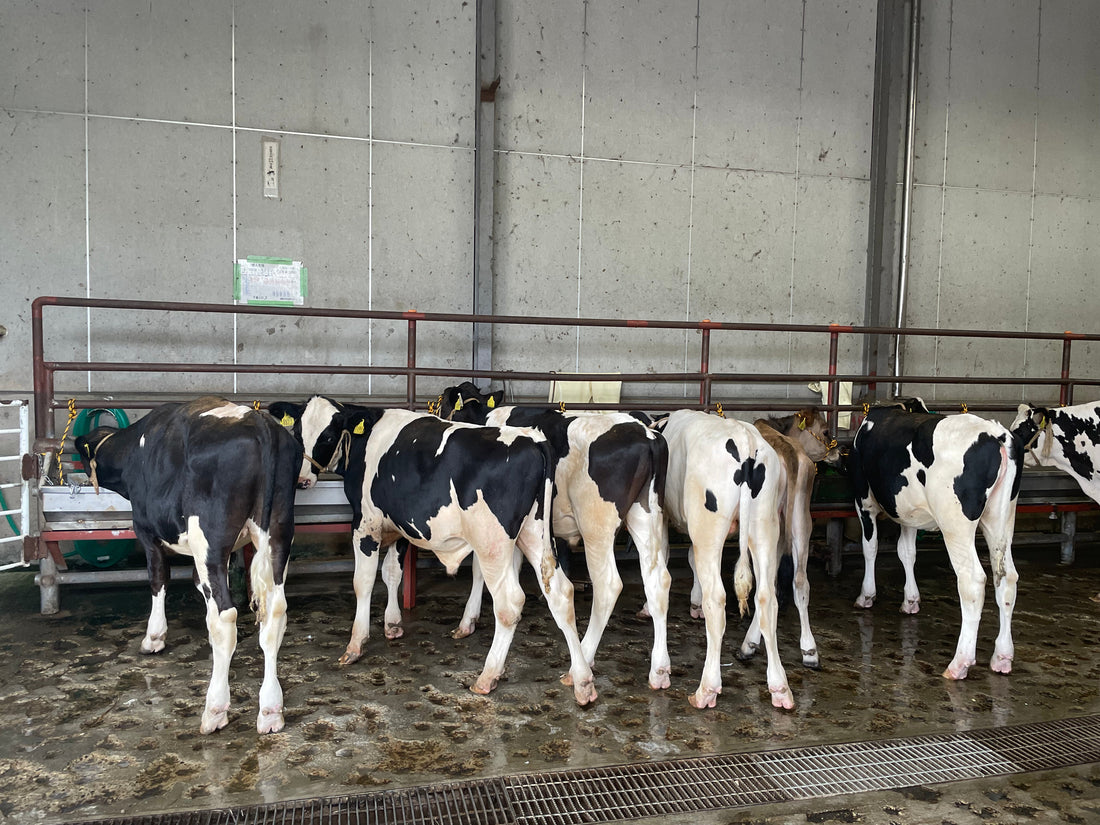 国産牛肉の魅力と選び方 — 家庭でも楽しむ最高の一皿