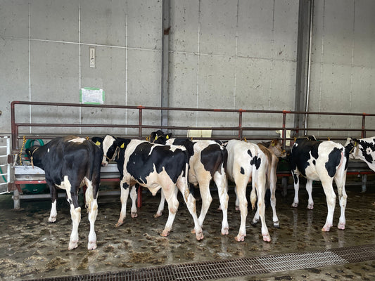 国産牛肉の魅力と選び方 — 家庭でも楽しむ最高の一皿